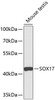 Western blot analysis of extracts of mouse testis, using SOX17 antibody (13-493) .<br/>Secondary antibody: HRP Goat Anti-Rabbit IgG (H+L) at 1:10000 dilution.<br/>Lysates/proteins: 25ug per lane.<br/>Blocking buffer: 3% nonfat dry milk in TBST.