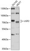 Western blot analysis of extracts of various cell lines, using USP2 antibody (13-626) at 1:1000 dilution.<br/>Secondary antibody: HRP Goat Anti-Rabbit IgG (H+L) at 1:10000 dilution.<br/>Lysates/proteins: 25ug per lane.<br/>Blocking buffer: 3% nonfat dry milk in TBST.<br/>Detection: ECL Basic Kit.<br/>Exposure time: 1s.