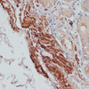 Immunohistochemistry of paraffin-embedded human stomach using DES antibody (13-828) at dilution of 1:100 (40x lens) .