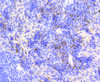 Immunohistochemistry of paraffin-embedded mouse spleen using Ki67 antibody (13-879) at dilution of 1:100 (40x lens) .