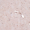 Immunohistochemistry of paraffin-embedded rat brain using CREB1 antibody (13-900) at dilution of 1:100 (40x lens) .