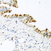 Immunohistochemistry of paraffin-embedded mouse lung using BMP4 antibody (13-980) at dilution of 1:100 (40x lens) .