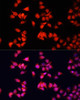 Immunofluorescence analysis of HeLa cells using BRCA1 antibody (13-982) at dilution of 1:100. Blue: DAPI for nuclear staining.