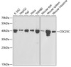 Western blot analysis of extracts of various cell lines, using CDC25C antibody (13-986) at 1:1000 dilution.<br/>Secondary antibody: HRP Goat Anti-Rabbit IgG (H+L) at 1:10000 dilution.<br/>Lysates/proteins: 25ug per lane.<br/>Blocking buffer: 3% nonfat dry milk in TBST.