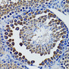 Immunohistochemistry of paraffin-embedded rat testis using HEXA antibody (14-425) at dilution of 1:100 (40x lens) .