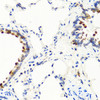 Immunohistochemistry of paraffin-embedded rat lung using NTF3 antibody (14-445) at dilution of 1:100 (40x lens) .