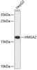 Western blot analysis of extracts of HepG2 cells, using HMGA2 antibody (14-608) .<br/>Secondary antibody: HRP Goat Anti-Rabbit IgG (H+L) at 1:10000 dilution.<br/>Lysates/proteins: 25ug per lane.<br/>Blocking buffer: 3% nonfat dry milk in TBST.