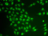 Immunofluorescence analysis of HeLa cells using CRY2 antibody (14-890) .