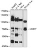 Western blot analysis of extracts of various cells, using NUR77 antibody (14-914) at 1:1000 dilution.<br/>Secondary antibody: HRP Goat Anti-Rabbit IgG (H+L) at 1:10000 dilution.<br/>Lysates/proteins: 25ug per lane.<br/>Blocking buffer: 3% nonfat dry milk in TBST.<br/>Detection: ECL Enhanced Kit.<br/>Exposure time: 90s.