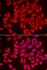 Immunofluorescence analysis of U2OS cells using DCAF7 antibody (14-967) . Blue: DAPI for nuclear staining.
