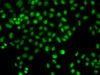 Immunofluorescence analysis of HeLa cells using LHX8 antibody (14-997) .