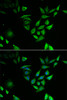 Immunofluorescence analysis of U2OS cells using NUTF2 antibody (15-080) . Blue: DAPI for nuclear staining.