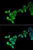 Immunofluorescence analysis of HeLa cells using MECOM antibody (15-137) . Blue: DAPI for nuclear staining.