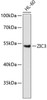 Western blot analysis of extracts of HL-60 cells, using ZIC3 antibody (15-140) .<br/>Secondary antibody: HRP Goat Anti-Rabbit IgG (H+L) at 1:10000 dilution.<br/>Lysates/proteins: 25ug per lane.<br/>Blocking buffer: 3% nonfat dry milk in TBST.