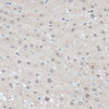 Immunohistochemistry of paraffin-embedded human liver using ZNF707 antibody (15-174) at dilution of 1:100 (40x lens) .