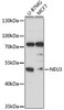 Western blot analysis of extracts of various cells, using NEU3 antibody (15-229) at 1:3000 dilution.<br/>Secondary antibody: HRP Goat Anti-Rabbit IgG (H+L) at 1:10000 dilution.<br/>Lysates/proteins: 25ug per lane.<br/>Blocking buffer: 3% nonfat dry milk in TBST.<br/>Detection: ECL Basic Kit.<br/>Exposure time: 30s.