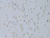 Immunohistochemistry of paraffin-embedded rat brain using IGF2 Antibody (15-317) at dilution of 1:100 (40x lens) .