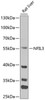 Western blot analysis of extracts of mouse liver, using NFIL3 antibody (15-329) at 1:1000 dilution.<br/>Secondary antibody: HRP Goat Anti-Rabbit IgG (H+L) at 1:10000 dilution.<br/>Lysates/proteins: 25ug per lane.<br/>Blocking buffer: 3% nonfat dry milk in TBST.<br/>Detection: ECL Enhanced Kit.<br/>Exposure time: 60s.