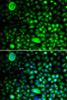 Immunofluorescence analysis of HeLa cells using CACNG2 antibody (15-370) . Blue: DAPI for nuclear staining.