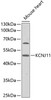 Western blot analysis of extracts of mouse heart, using KCNJ11 antibody (15-407) .<br/>Secondary antibody: HRP Goat Anti-Rabbit IgG (H+L) at 1:10000 dilution.<br/>Lysates/proteins: 25ug per lane.<br/>Blocking buffer: 3% nonfat dry milk in TBST.