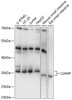 Western blot analysis of extracts of various cell lines, using LSAMP antibody (15-448) at 1:1000 dilution.<br/>Secondary antibody: HRP Goat Anti-Rabbit IgG (H+L) at 1:10000 dilution.<br/>Lysates/proteins: 25ug per lane.<br/>Blocking buffer: 3% nonfat dry milk in TBST.<br/>Detection: ECL Basic Kit.<br/>Exposure time: 3s.