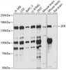 Western blot analysis of extracts of various cell lines, using ZFR antibody (15-466) at 1:1000 dilution.<br/>Secondary antibody: HRP Goat Anti-Rabbit IgG (H+L) at 1:10000 dilution.<br/>Lysates/proteins: 25ug per lane.<br/>Blocking buffer: 3% nonfat dry milk in TBST.<br/>Detection: ECL Basic Kit.<br/>Exposure time: 15s.