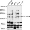 Western blot analysis of extracts of various cell lines, using DCLRE1A antibody (15-478) at 1:3000 dilution.<br/>Secondary antibody: HRP Goat Anti-Rabbit IgG (H+L) at 1:10000 dilution.<br/>Lysates/proteins: 25ug per lane.<br/>Blocking buffer: 3% nonfat dry milk in TBST.<br/>Detection: ECL Basic Kit.<br/>Exposure time: 30s.