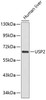 Western blot analysis of extracts of human liver, using USP2 antibody (15-487) .<br/>Secondary antibody: HRP Goat Anti-Rabbit IgG (H+L) at 1:10000 dilution.<br/>Lysates/proteins: 25ug per lane.<br/>Blocking buffer: 3% nonfat dry milk in TBST.