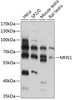 Western blot analysis of extracts of various cell lines, using MNS1 antibody (15-503) at 1:3000 dilution.<br/>Secondary antibody: HRP Goat Anti-Rabbit IgG (H+L) at 1:10000 dilution.<br/>Lysates/proteins: 25ug per lane.<br/>Blocking buffer: 3% nonfat dry milk in TBST.<br/>Detection: ECL Basic Kit.<br/>Exposure time: 30s.