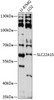 Western blot analysis of extracts of various cell lines, using SLC22A15 antibody (15-525) at 1:3000 dilution.<br/>Secondary antibody: HRP Goat Anti-Rabbit IgG (H+L) at 1:10000 dilution.<br/>Lysates/proteins: 25ug per lane.<br/>Blocking buffer: 3% nonfat dry milk in TBST.<br/>Detection: ECL Basic Kit.<br/>Exposure time: 30s.