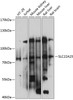 Western blot analysis of extracts of various cell lines, using SLC22A23 antibody (15-529) at 1:1000 dilution.<br/>Secondary antibody: HRP Goat Anti-Rabbit IgG (H+L) at 1:10000 dilution.<br/>Lysates/proteins: 25ug per lane.<br/>Blocking buffer: 3% nonfat dry milk in TBST.<br/>Detection: ECL Basic Kit.<br/>Exposure time: 1s.