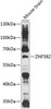 Western blot analysis of extracts of mouse brain, using ZNF582 antibody (15-551) at 1:1000 dilution.<br/>Secondary antibody: HRP Goat Anti-Rabbit IgG (H+L) at 1:10000 dilution.<br/>Lysates/proteins: 25ug per lane.<br/>Blocking buffer: 3% nonfat dry milk in TBST.<br/>Detection: ECL Basic Kit.<br/>Exposure time: 90s.