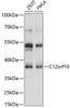 Western blot analysis of extracts of various cell lines, using C12orf10 antibody (15-644) at 1:1000 dilution.<br/>Secondary antibody: HRP Goat Anti-Rabbit IgG (H+L) at 1:10000 dilution.<br/>Lysates/proteins: 25ug per lane.<br/>Blocking buffer: 3% nonfat dry milk in TBST.<br/>Detection: ECL Basic Kit.<br/>Exposure time: 3s.