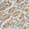 Immunohistochemistry of paraffin-embedded human kidney using LGALS3 Antibody (15-645) at dilution of 1:200 (40x lens) .