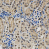 Immunohistochemistry of paraffin-embedded human stomach using LGALS3 Antibody (15-645) at dilution of 1:200 (40x lens) .