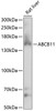 Western blot analysis of extracts of rat liver, using ABCB11 antibody (15-669) at 1:1000 dilution.<br/>Secondary antibody: HRP Goat Anti-Rabbit IgG (H+L) at 1:10000 dilution.<br/>Lysates/proteins: 25ug per lane.<br/>Blocking buffer: 3% nonfat dry milk in TBST.<br/>Detection: ECL Enhanced Kit.<br/>Exposure time: 1s.