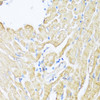 Immunohistochemistry of paraffin-embedded rat heart using ALOX12 antibody (15-675) at dilution of 1:100 (40x lens) .