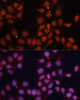 Immunofluorescence analysis of HeLa cells using CDK11B antibody (15-683) at dilution of 1:100. Blue: DAPI for nuclear staining.