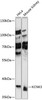 Western blot analysis of extracts of various cell lines, using KCNK3 antibody (15-701) at 1:1000 dilution.<br/>Secondary antibody: HRP Goat Anti-Rabbit IgG (H+L) at 1:10000 dilution.<br/>Lysates/proteins: 25ug per lane.<br/>Blocking buffer: 3% nonfat dry milk in TBST.<br/>Detection: ECL Basic Kit.<br/>Exposure time: 10s.