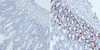 Immunohistochemistry of paraffin-embedded mouse jejunum using BrdU antibody (15-747) at dilution of 1:300 (40x lens) .