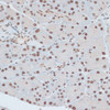 Immunohistochemistry of paraffin-embedded rat pancreas using ZNF416 antibody (15-788) at dilution of 1:100 (40x lens) .