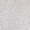 Immunohistochemistry of paraffin-embedded mouse brain using ZNF415 antibody (15-790) at dilution of 1:100 (40x lens) .