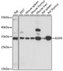 Western blot analysis of extracts of various cell lines, using IGSF6 antibody (15-891) at 1:1000 dilution.<br/>Secondary antibody: HRP Goat Anti-Rabbit IgG (H+L) at 1:10000 dilution.<br/>Lysates/proteins: 25ug per lane.<br/>Blocking buffer: 3% nonfat dry milk in TBST.<br/>Detection: ECL Basic Kit.<br/>Exposure time: 3s.