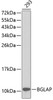 Western blot analysis of extracts of 293 cells, using BGLAP antibody (15-972) .<br/>Secondary antibody: HRP Goat Anti-Rabbit IgG (H+L) at 1:10000 dilution.<br/>Lysates/proteins: 25ug per lane.<br/>Blocking buffer: 3% nonfat dry milk in TBST.