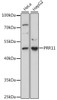 Western blot analysis of extracts of various cell lines, using PRR11 antibody (16-128) at 1:1000 dilution.<br/>Secondary antibody: HRP Goat Anti-Rabbit IgG (H+L) at 1:10000 dilution.<br/>Lysates/proteins: 25ug per lane.<br/>Blocking buffer: 3% nonfat dry milk in TBST.<br/>Detection: ECL Basic Kit.<br/>Exposure time: 15s.