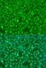 Immunofluorescence analysis of U2OS cells using CSF3 antibody (16-164) at dilution of 1:100. Blue: DAPI for nuclear staining.