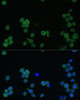 Immunofluorescence analysis of THP-1 cells using GP1BA Polyclonal Antibody (16-397) at dilution of 1:100 (40x lens) . Blue: DAPI for nuclear staining.