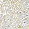 Immunohistochemistry of paraffin-embedded rat liver using TGFB2 antibody (16-502) at dilution of 1:100 (40x lens) .