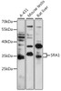 Western blot analysis of extracts of various cell lines, using SRA1 antibody (16-532) at 1:1000 dilution.<br/>Secondary antibody: HRP Goat Anti-Rabbit IgG (H+L) at 1:10000 dilution.<br/>Lysates/proteins: 25ug per lane.<br/>Blocking buffer: 3% nonfat dry milk in TBST.<br/>Detection: ECL Basic Kit.<br/>Exposure time: 3min.