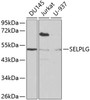 Western blot analysis of extracts of various cell lines, using SELPLG antibody (16-672) at 1:1000 dilution.<br/>Secondary antibody: HRP Goat Anti-Rabbit IgG (H+L) at 1:10000 dilution.<br/>Lysates/proteins: 25ug per lane.<br/>Blocking buffer: 3% nonfat dry milk in TBST.